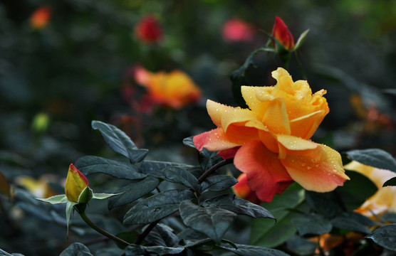 月季花