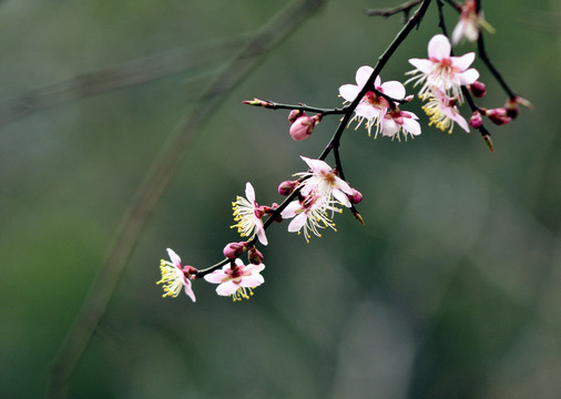 梅花