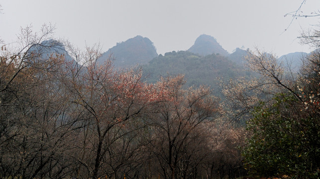 荔波梅園