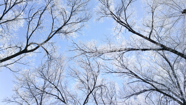 樹(shù)