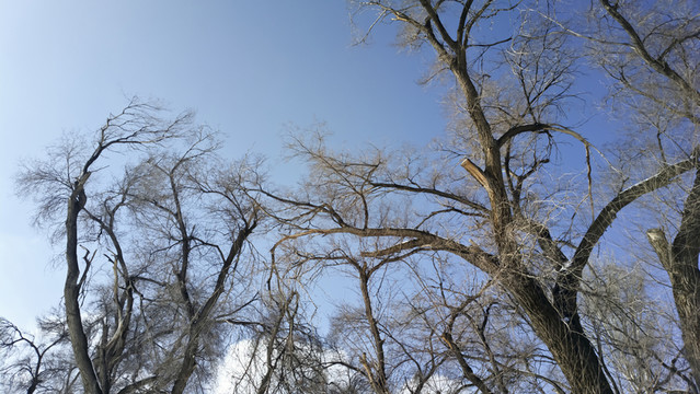 樹林