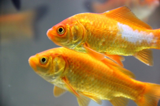 金魚