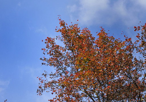 紅葉