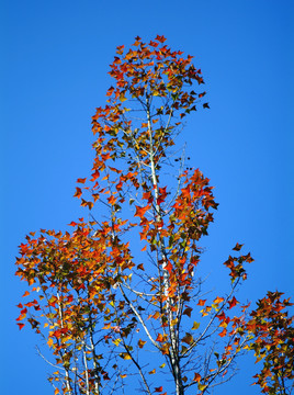 紅葉