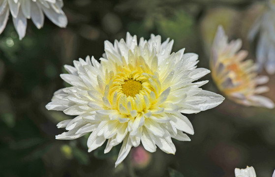 菊花