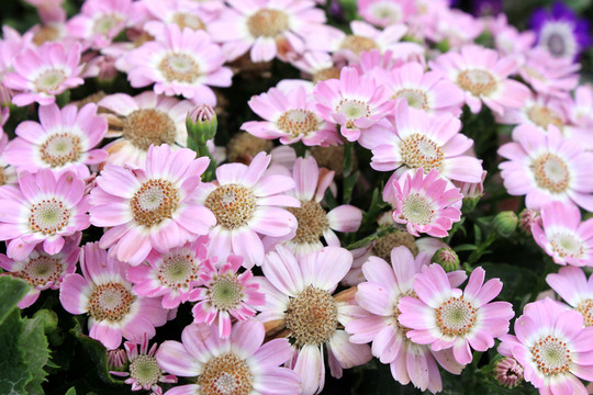 小菊花