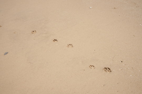 沙灘爪印