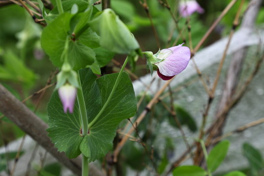 荷蘭豆花