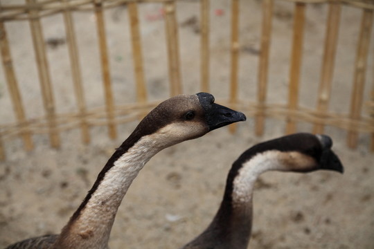 灰鵝