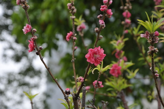 春天里的桃花