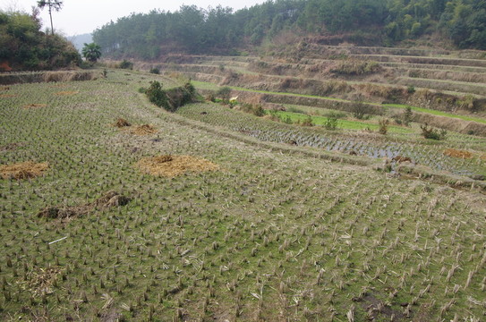 梯田