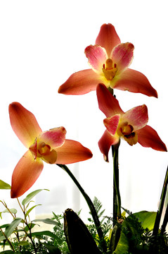 花卉