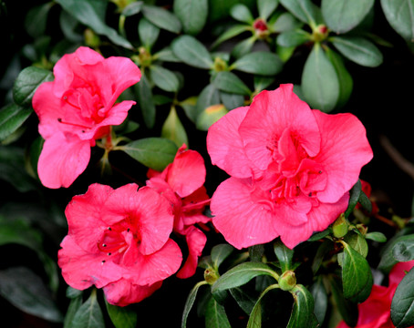 杜鵑花