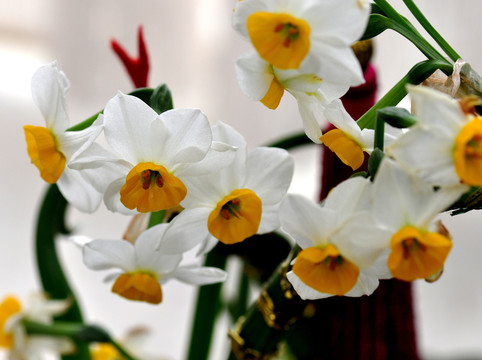 水仙花