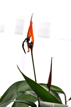 孔雀藍(lán)