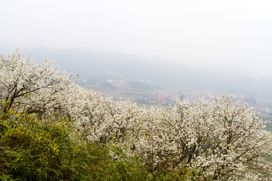 欽州板城鎮(zhèn) 梨花滿山盛開(kāi)