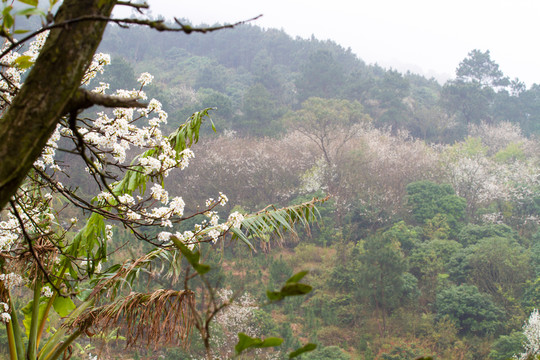 梨花滿山