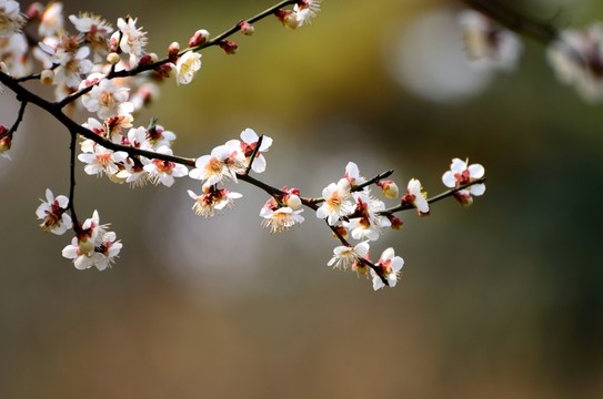 梅花