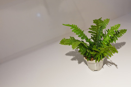 綠色植物