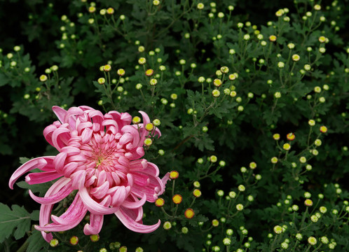 菊花