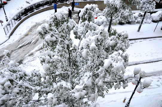 雪景