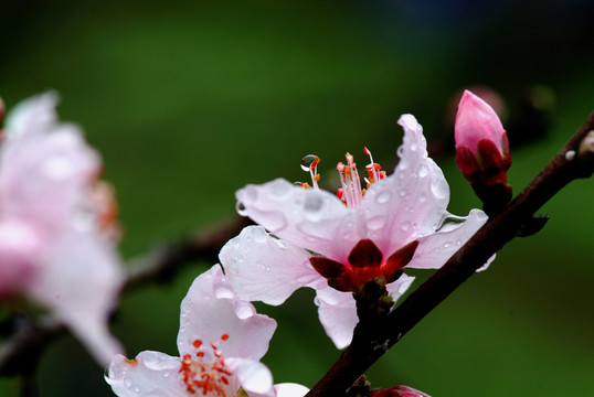 桃花