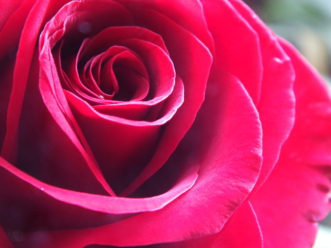 玫瑰花