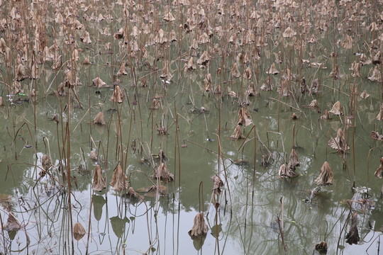 荷葉