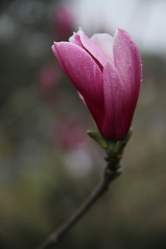紫玉蘭
