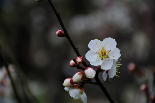 梅花
