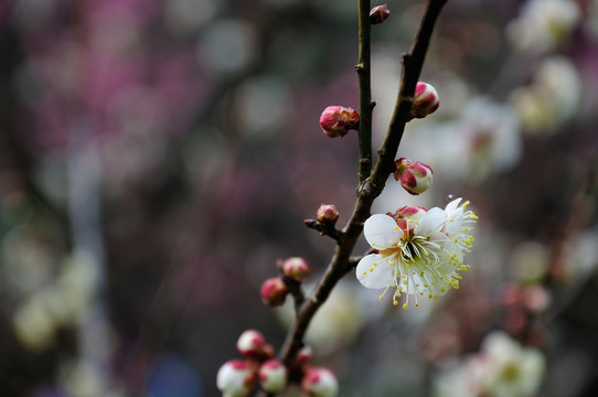 梅花