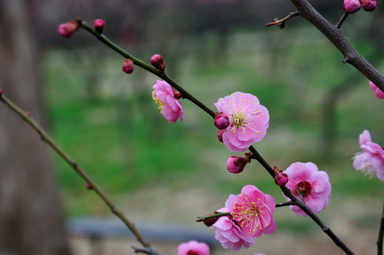 梅花
