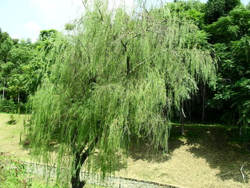 柳樹