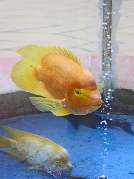 魚