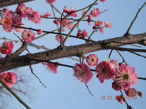 紅梅