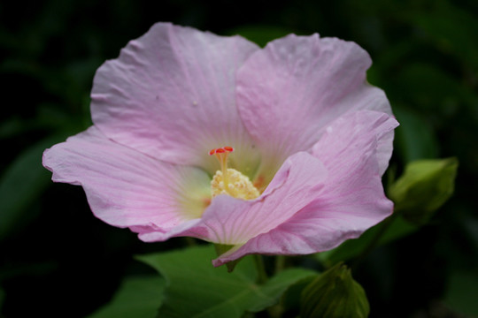 芙蓉 芙蓉花