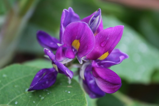 蠶豆花 花卉