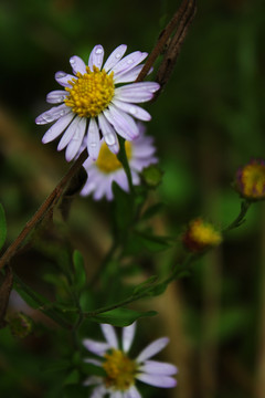 雛菊 野菊花 野菊