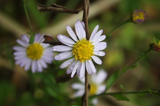 雛菊 野菊花 野菊