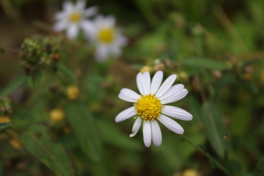 雛菊 小野菊 野菊花