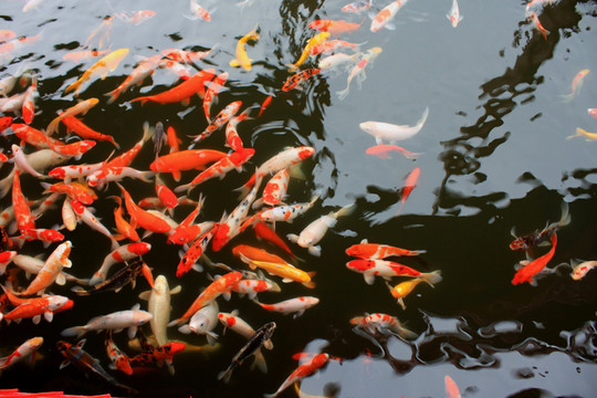 錦鯉 鯉魚 錦鯉魚 池塘