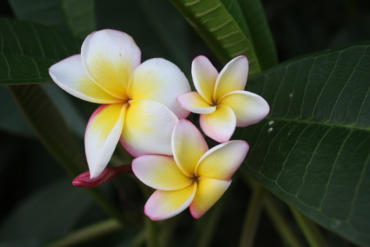 雞蛋花 花卉
