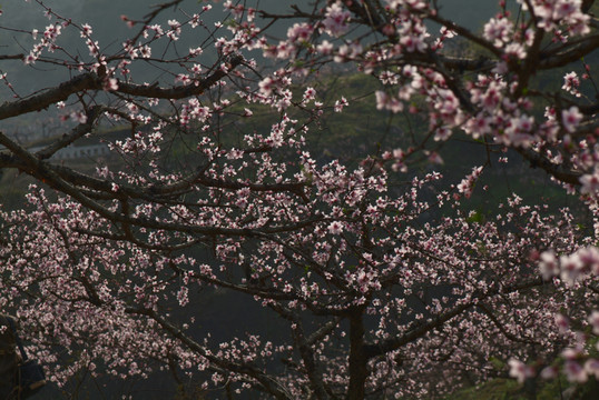 桃花