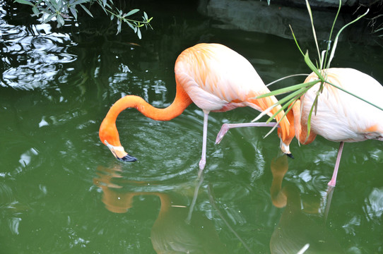 火烈鳥(niǎo)