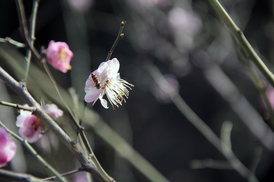 梅花