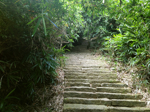 熱帶雨林 山路石階