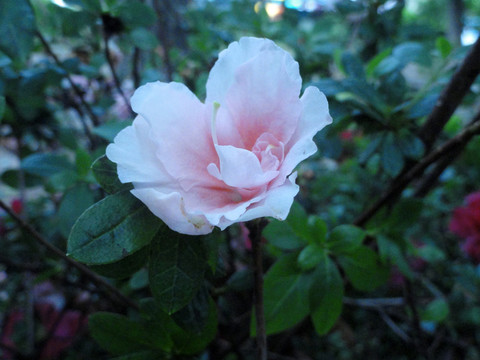 杜鵑花
