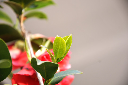 新茶葉