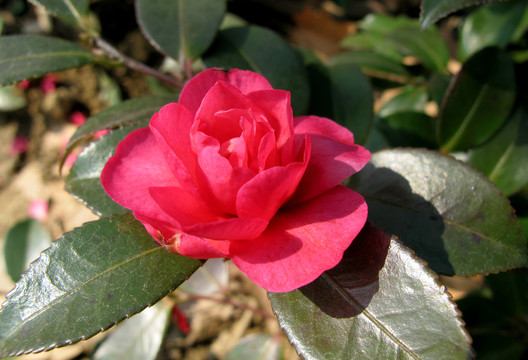 紅花