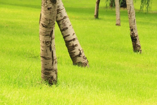 綠地  草坪 草地 綠化